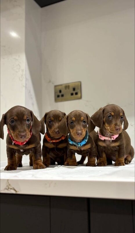Miniature dachshund puppies for sale in Carlisle, Cumbria