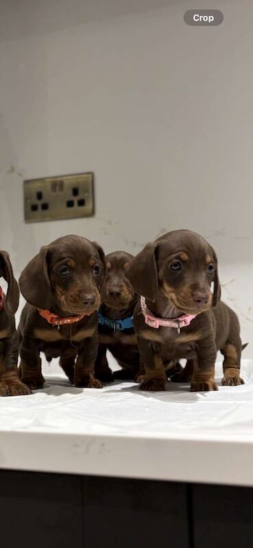 Miniature dachshund puppies for sale in Carlisle, Cumbria | Image 3