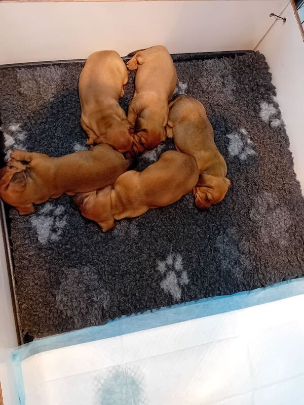 Miniature Dachshund Puppies for sale in Newton Stewart, Wigtown