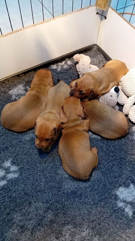 Miniature Dachshund Puppies for sale in Newton Stewart, Wigtown | Image 2
