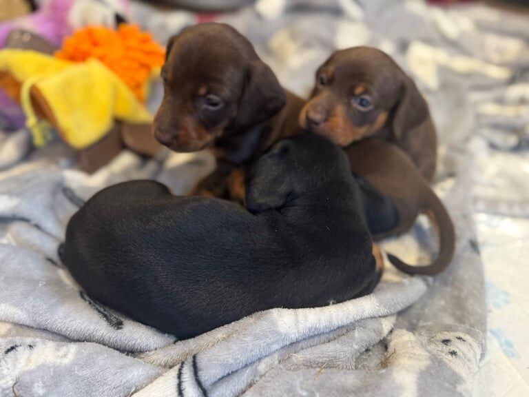 Miniature dachshund puppies for sale in Felixstowe, Suffolk