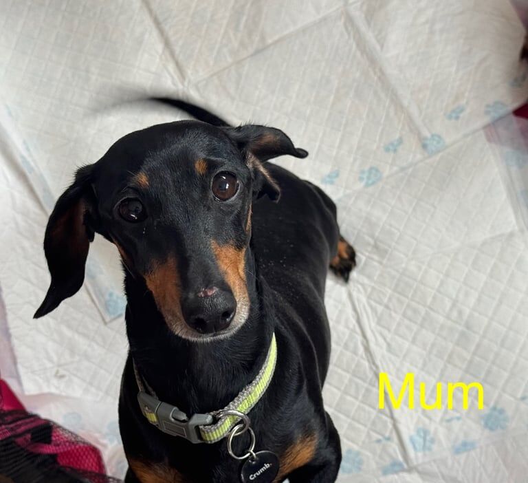 Miniature dachshund puppies for sale in Felixstowe, Suffolk | Image 2