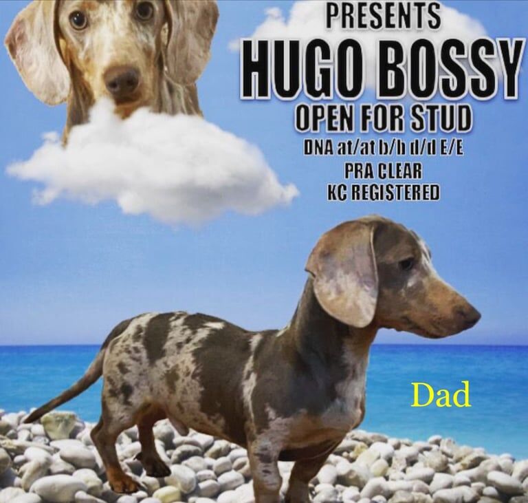 Miniature dachshund puppies for sale in Felixstowe, Suffolk | Image 3