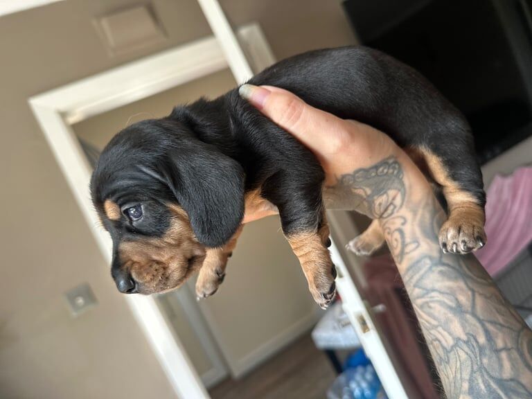 Miniature Dachshund Puppies for sale in Leven, Fife