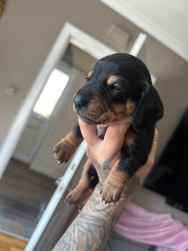 Miniature Dachshund Puppies for sale in Leven, Fife | Image 2