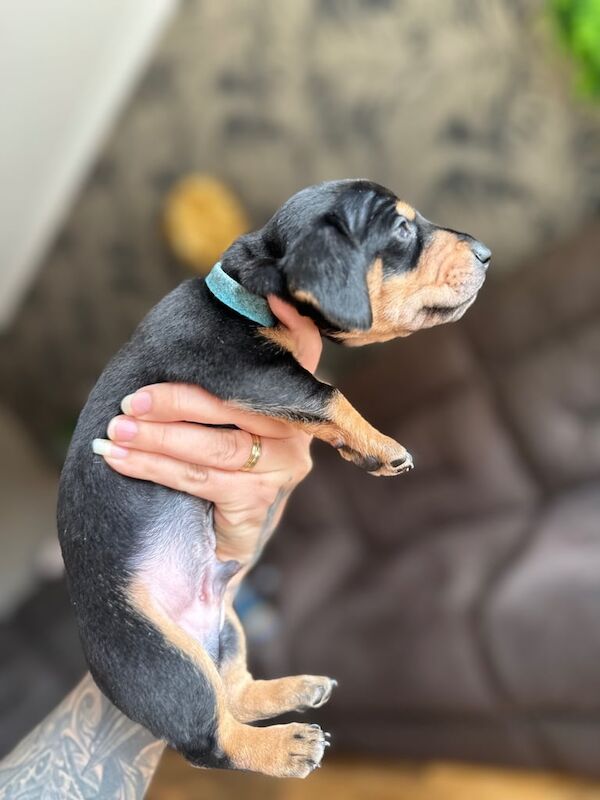 Miniature Dachshund Puppies for sale in Leven, Fife | Image 3