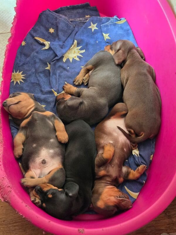 Dachshund puppies for sale in Blandford Forum, Dorset – 6 weeks old