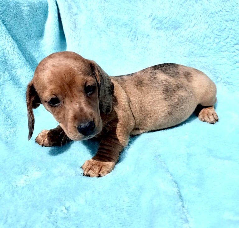 Dachshund puppies for sale in Ballymena, County Antrim – 3 months old