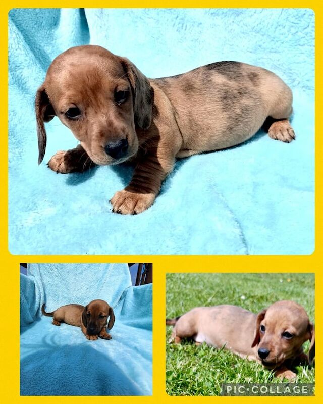 Dachshund puppies for sale in Ballymena, County Antrim – 4 months old - Image 2 of 3