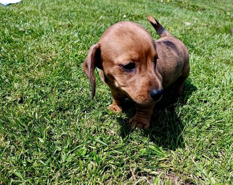 Dachshund puppies for sale in Ballymena, County Antrim – 4 months old - Image 3 of 3