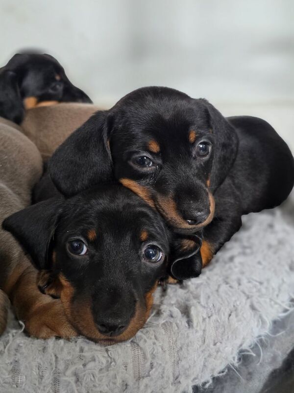 Dachshund puppies for sale in Eccles, Greater Manchester – 10 weeks old