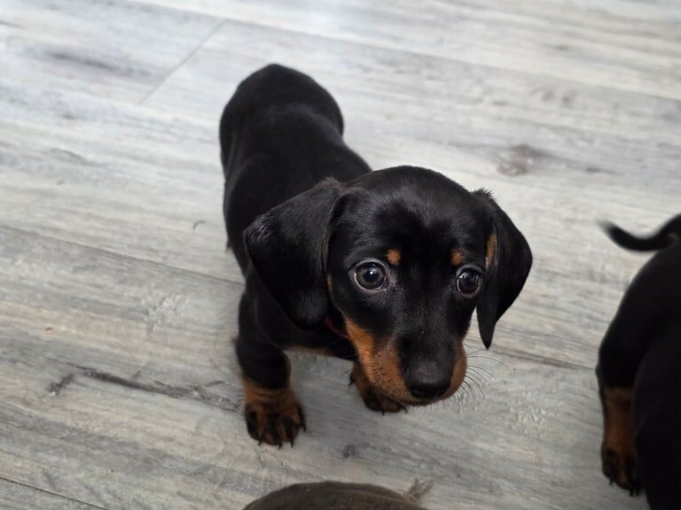 Dachshund puppies for sale in Eccles, Greater Manchester – 3 months old - Image 2 of 3