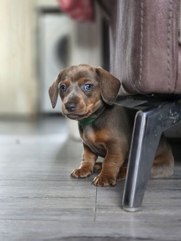 Dachshund puppies for sale in Eccles, Greater Manchester – 3 months old - Image 3 of 3