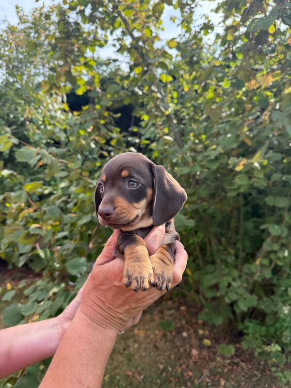 Dachshund puppies for sale in Heybridge, Essex – 7 weeks old