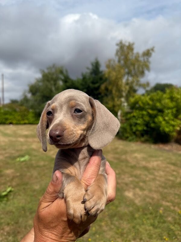 Dachshund puppies for sale in Heybridge, Essex – 9 weeks old - Image 2 of 3