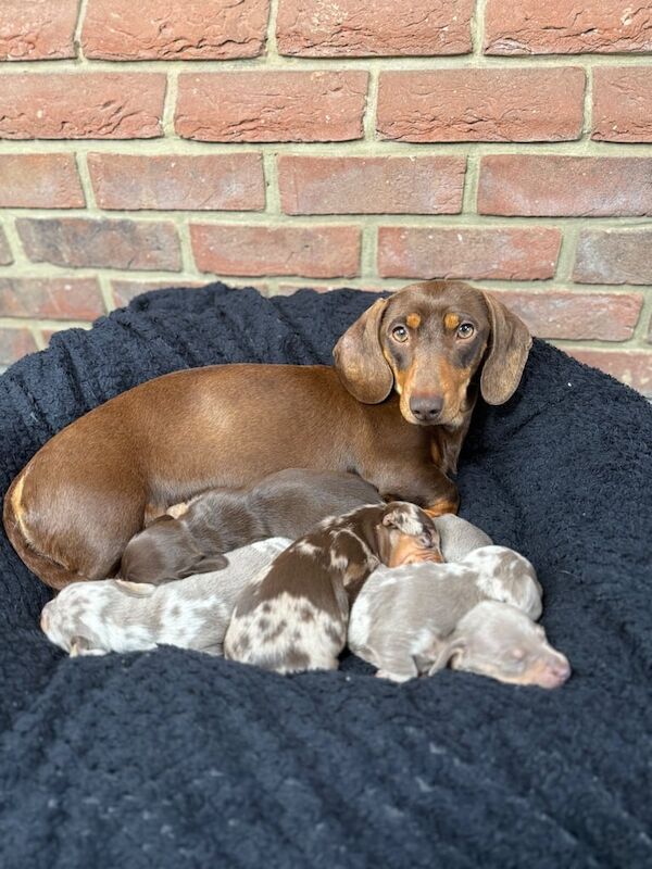 Dachshund puppies for sale in Heybridge, Essex – 9 weeks old - Image 3 of 3