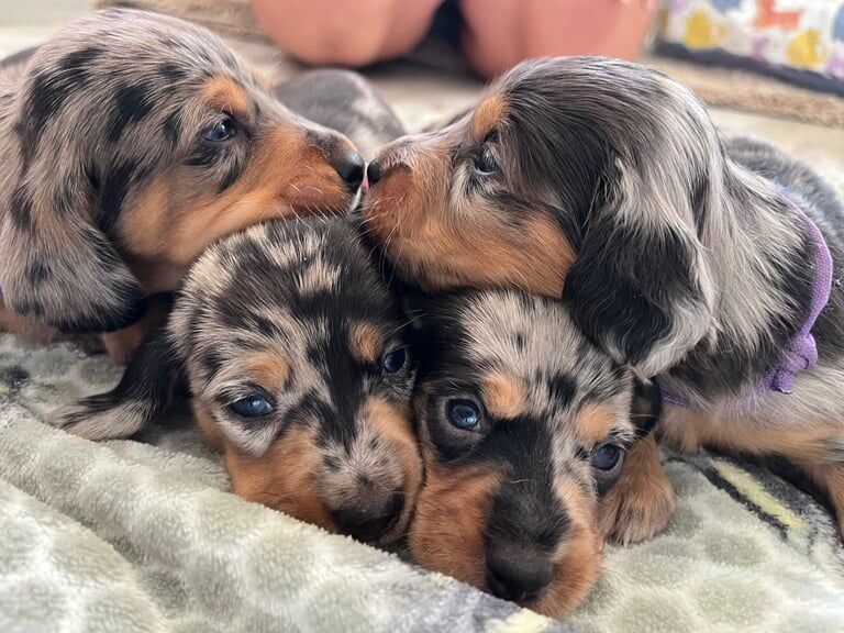 Dachshund puppies for sale in Wickford, Essex – 2 weeks old