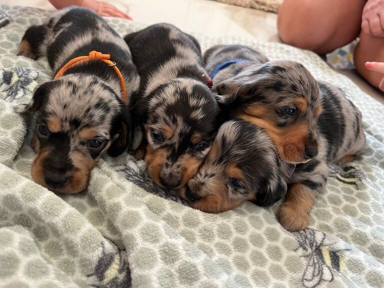 Dachshund puppies for sale in Wickford, Essex – 4 weeks old - Image 2 of 3
