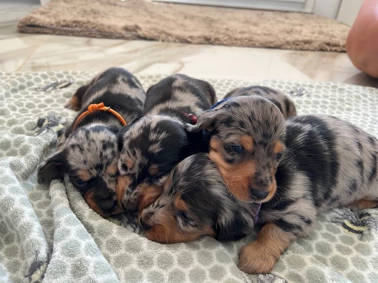 Dachshund puppies for sale in Wickford, Essex – 4 weeks old - Image 3 of 3