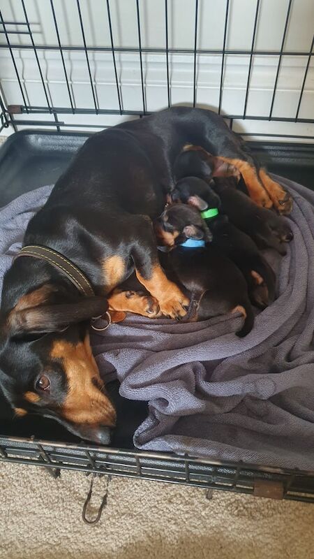 Dachshund puppies for sale in Halesowen, West Midlands – KC registered, 6 days old
