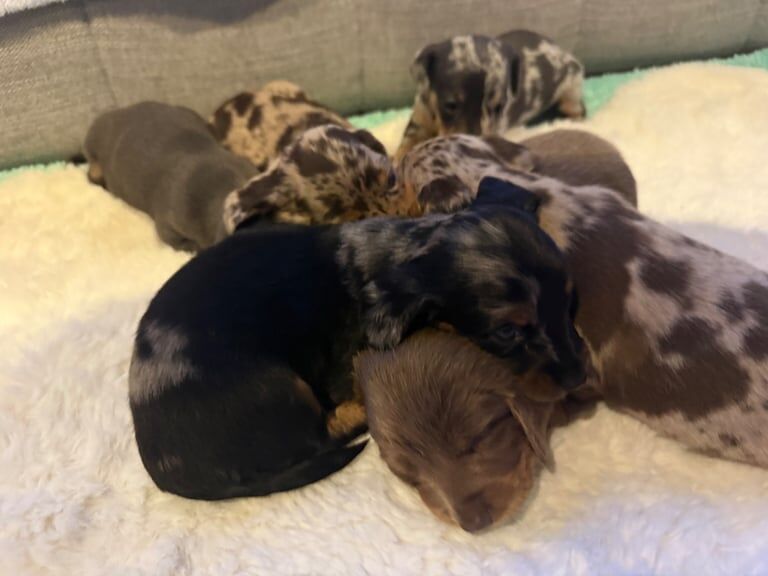 Dachshund puppies for sale in Dumbarton, Dunbartonshire – 3 weeks old