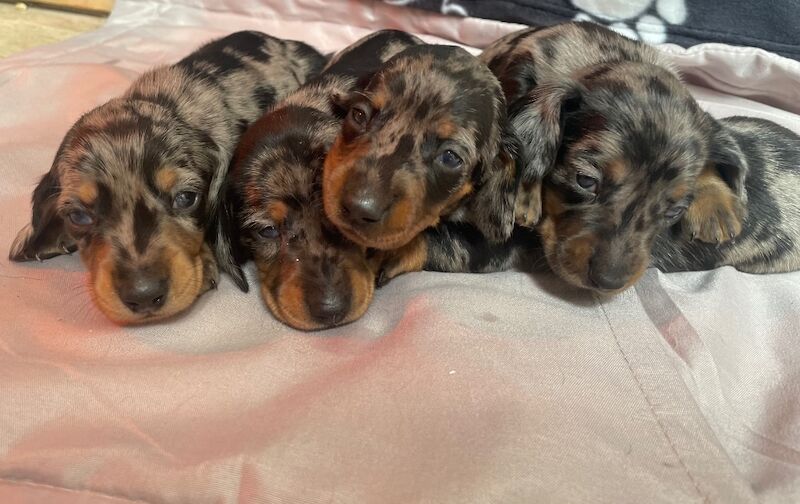 Miniature dachshund puppies for sale in Cambridge, Cambridgeshire