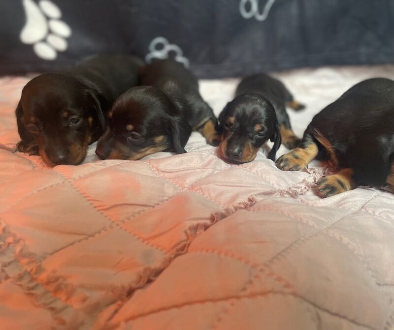 Miniature dachshund puppies for sale in Cambridge, Cambridgeshire | Image 2