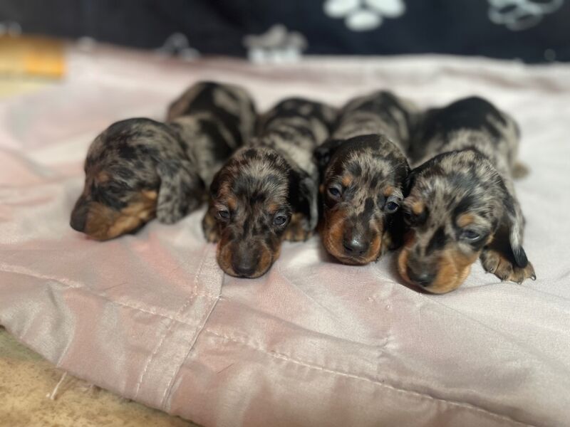 Miniature dachshund puppies for sale in Cambridge, Cambridgeshire | Image 3