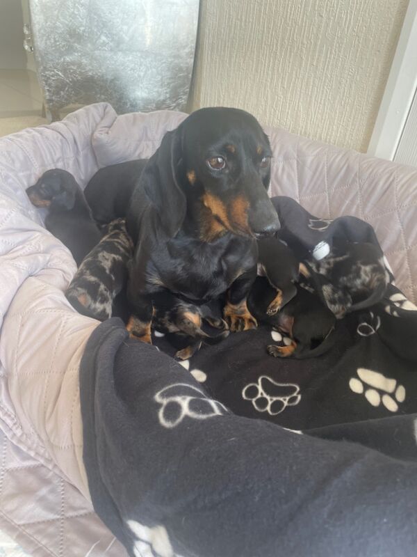 Miniature dachshund puppies for sale in Cambridge, Cambridgeshire | Image 4
