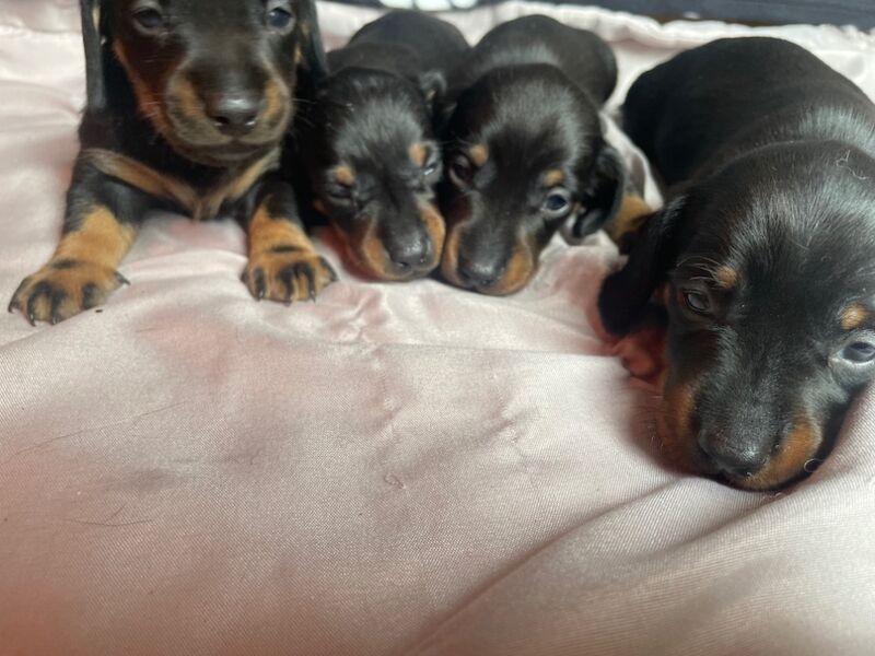 Dachshund puppies for sale in Cambridge, Cambridgeshire – 9 weeks old - Image 5 of 15
