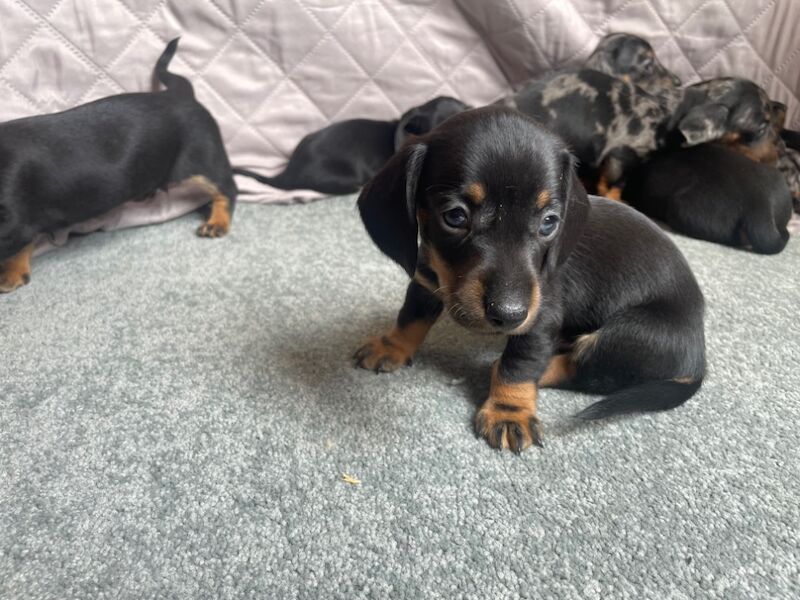 Dachshund puppies for sale in Cambridge, Cambridgeshire – 9 weeks old - Image 7 of 15