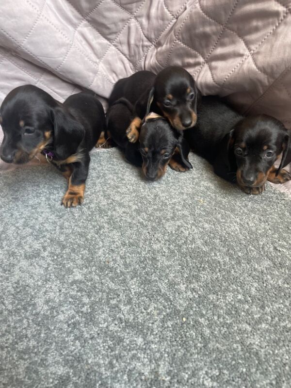 Dachshund puppies for sale in Cambridge, Cambridgeshire – 9 weeks old - Image 8 of 15