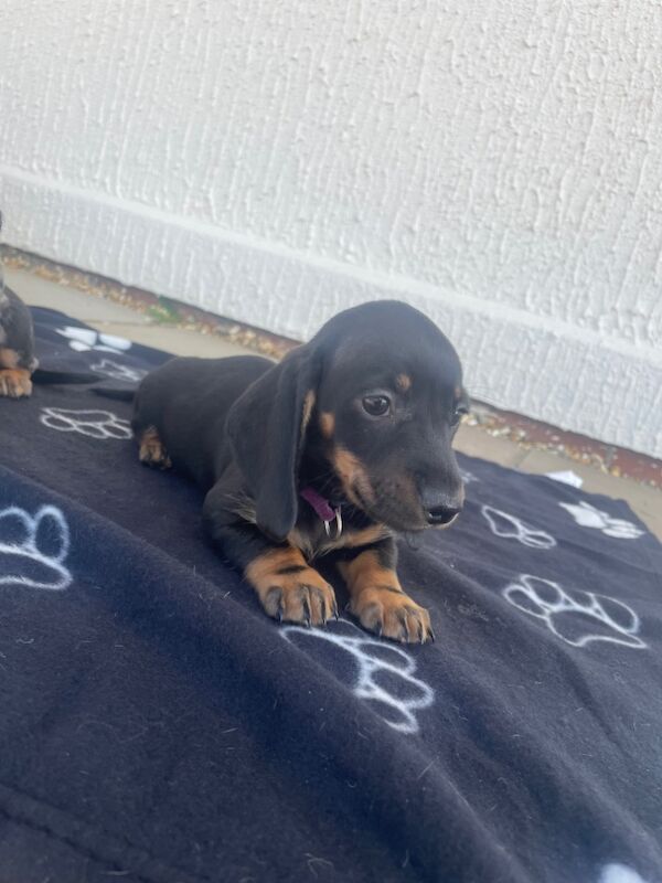 Dachshund puppies for sale in Cambridge, Cambridgeshire – 9 weeks old - Image 14 of 15