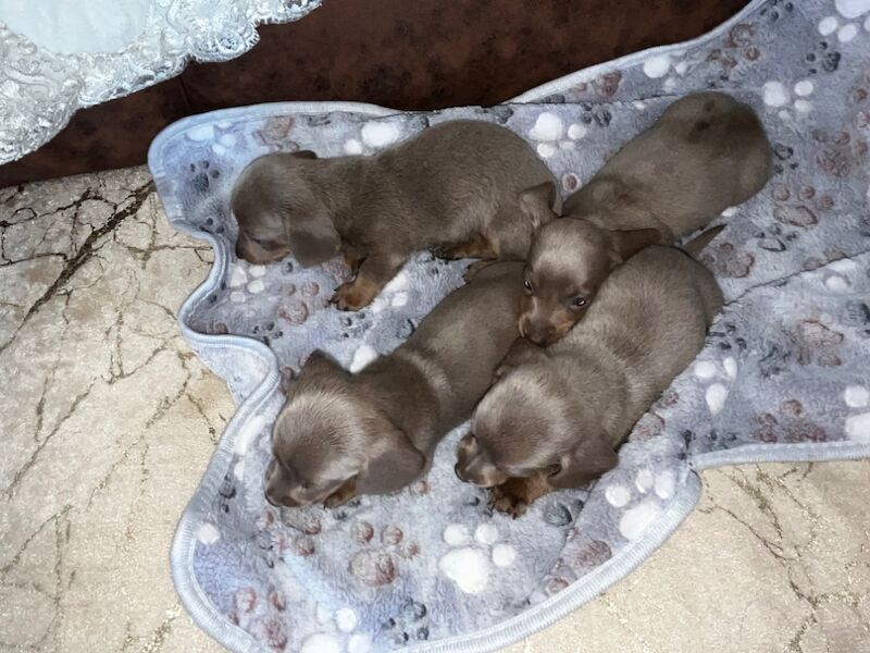 Miniature Dachshund Puppies for sale in Enfield, Greater London
