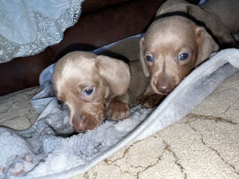 Miniature Dachshund Puppies for sale in Enfield, Greater London | Image 2
