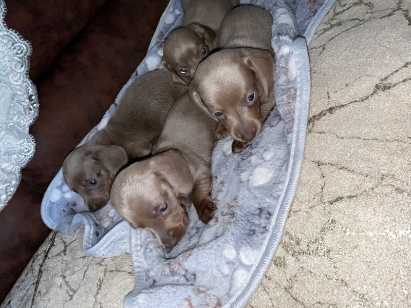 Miniature Dachshund Puppies for sale in Enfield, Greater London | Image 3