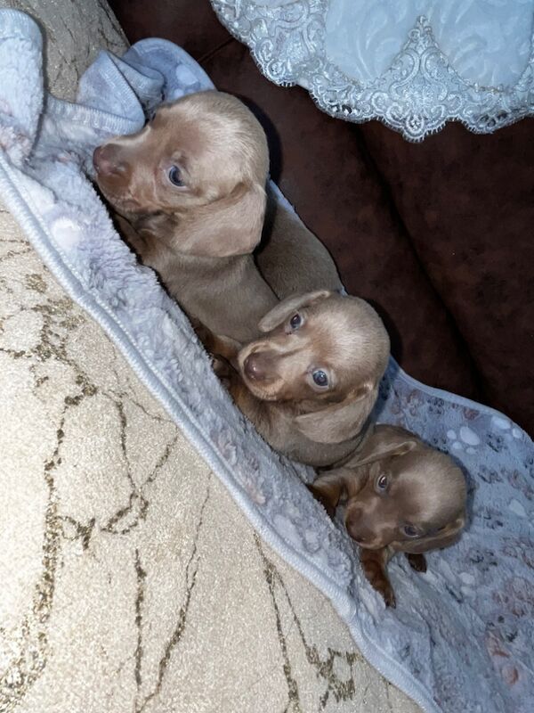 Miniature Dachshund Puppies for sale in Enfield, Greater London | Image 4