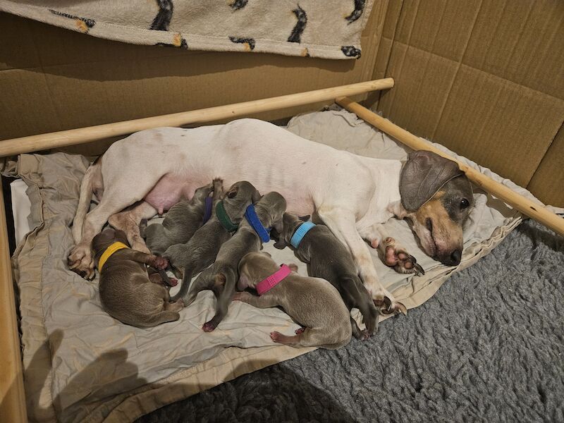 Dachshund puppies for sale in Warwick, Warwickshire – 1 year old - Image 5 of 11
