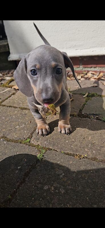 Dachshund puppies for sale in Warwick, Warwickshire – 1 year old - Image 2 of 11