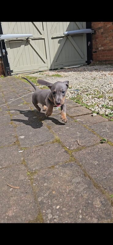 *1 Boy Left* Miniature Dachshund Puppies for sale in Warwick, Warwickshire | Image 4