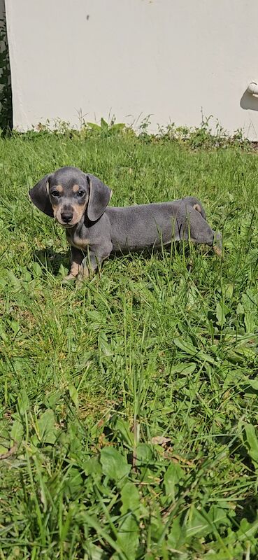 *1 Boy Left* Miniature Dachshund Puppies for sale in Warwick, Warwickshire | Image 3