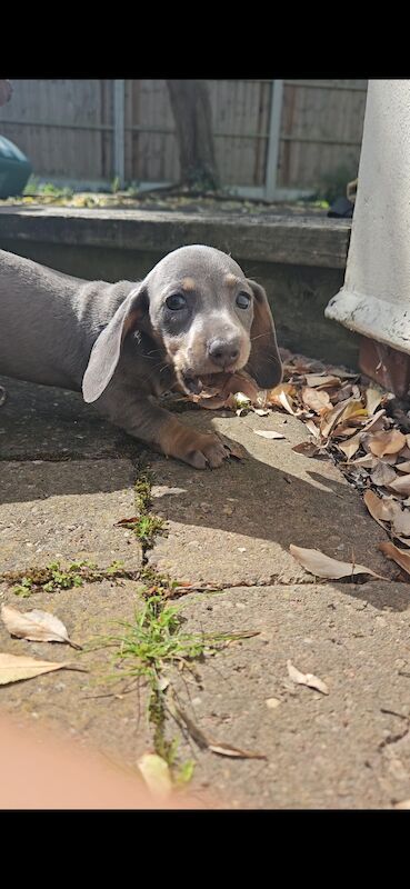 Dachshund puppies for sale in Warwick, Warwickshire – 1 year old - Image 7 of 11