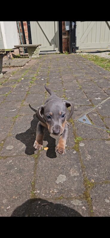 Dachshund puppies for sale in Warwick, Warwickshire – 1 year old - Image 8 of 11