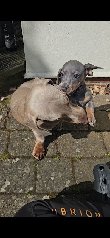 Dachshund puppies for sale in Warwick, Warwickshire – 1 year old - Image 11 of 11