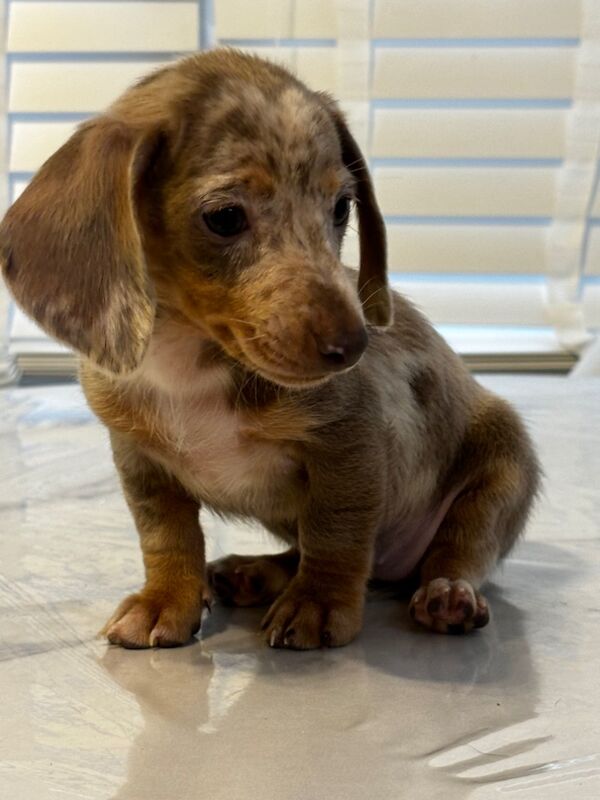 Miniature Dachshund Puppies 🐶 for sale in Hertfordshire | Image 3
