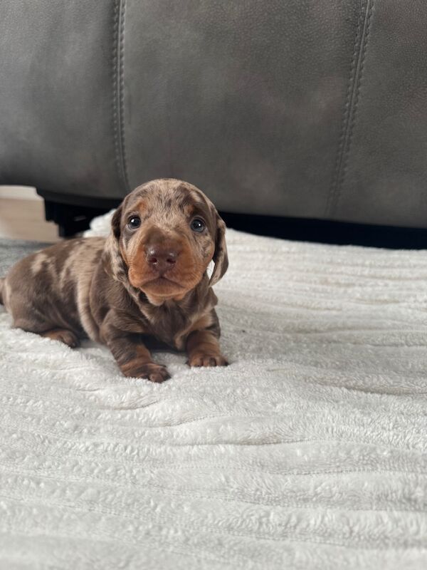 Dachshund puppies for sale in Louth, Lincolnshire – 4 weeks old