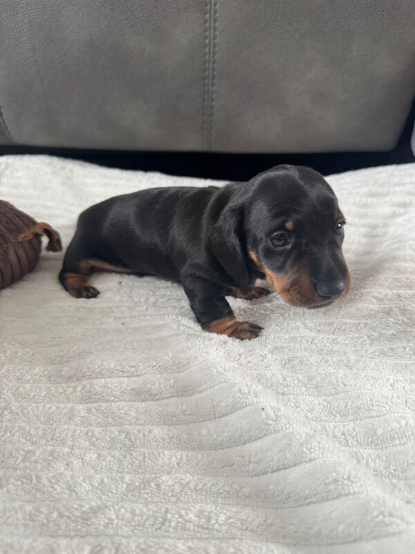 Dachshund puppies for sale in Louth, Lincolnshire – 4 weeks old - Image 2 of 8