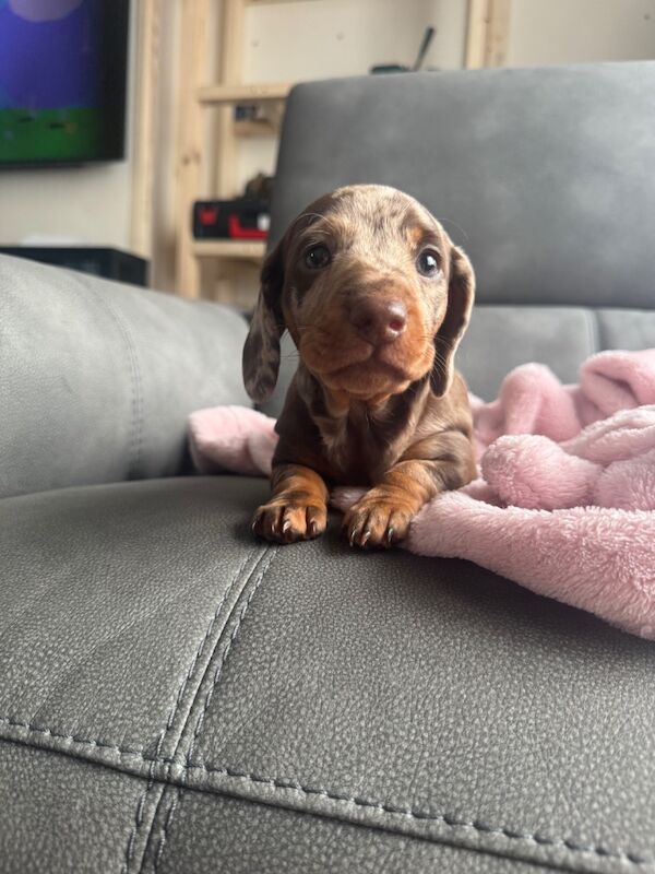 Dachshund puppies for sale in Louth, Lincolnshire – 4 weeks old - Image 3 of 8