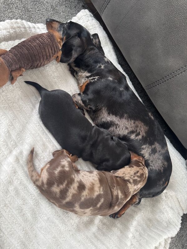 Dachshund puppies for sale in Louth, Lincolnshire – 4 weeks old - Image 5 of 8