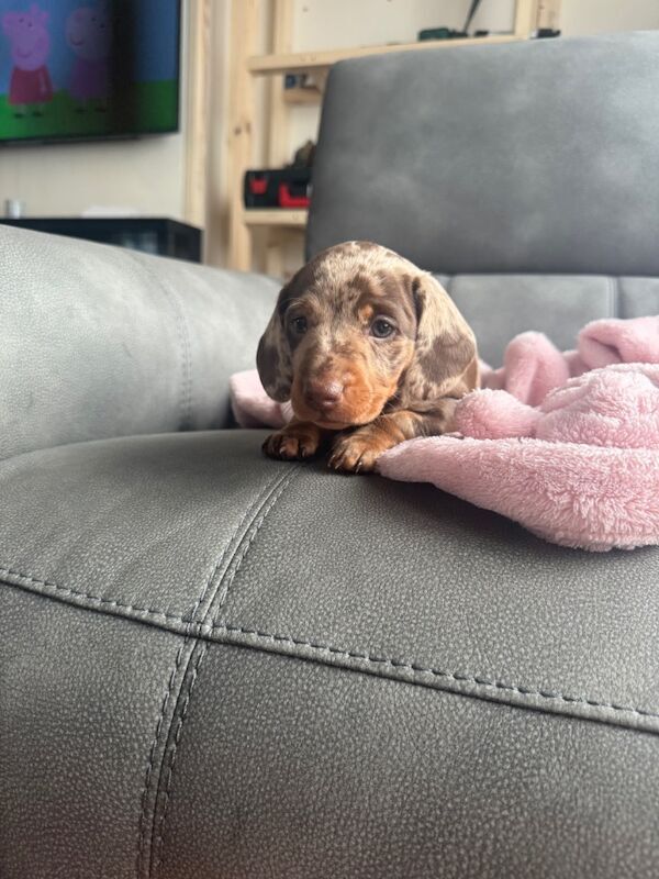 Dachshund puppies for sale in Louth, Lincolnshire – 4 weeks old - Image 7 of 8